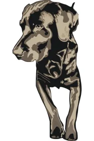Thearapiehund Nox